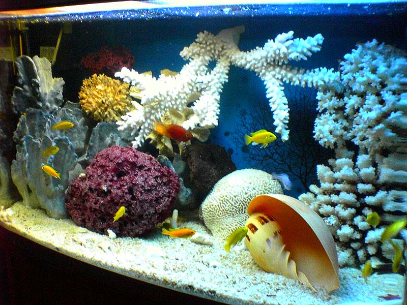 Яркий аквариум в морском стиле